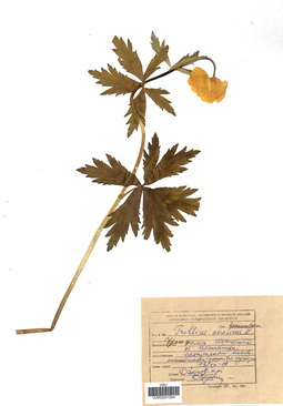 VOR 0001054