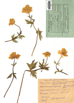 VOR 0001024
