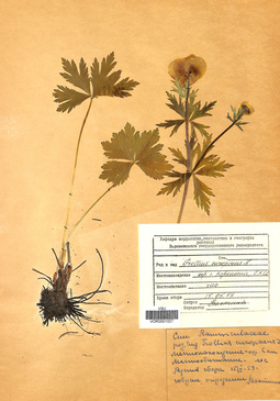 VOR 0001027