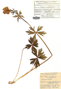 VOR 0001034