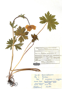 VOR 0001036