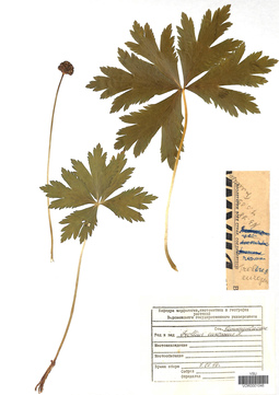 VOR 0001046