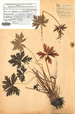 VOR 0001053