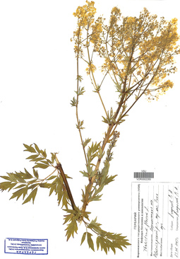 VOR 0002265