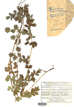 VOR 0002244