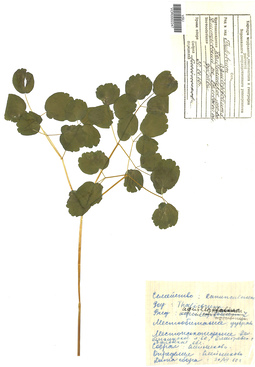 VOR 0002247