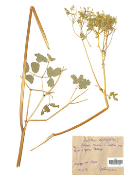 VOR 0002249