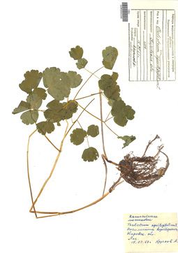 VOR 0002250