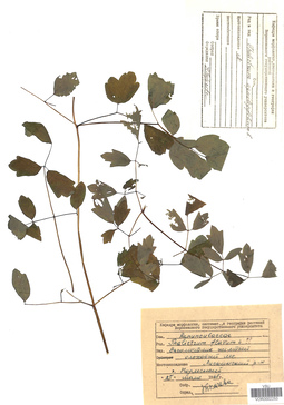 VOR 0002253
