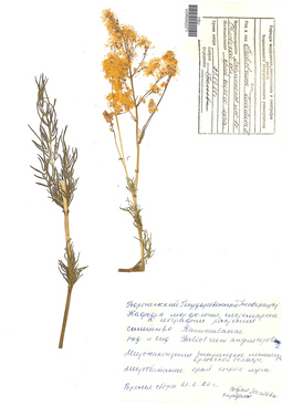 VOR 0002271