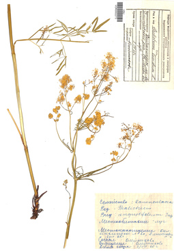 VOR 0002273
