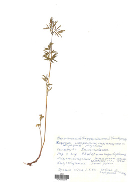 VOR 0002274