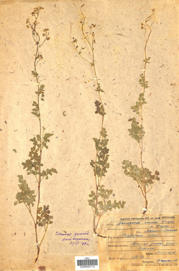 VOR 0002114