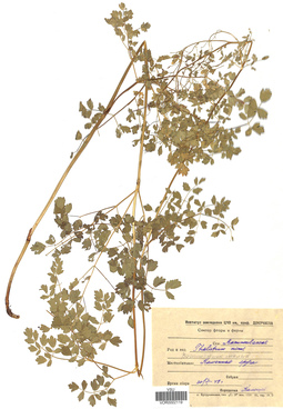 VOR 0002119