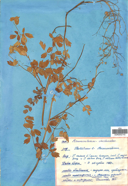 VOR 0002142