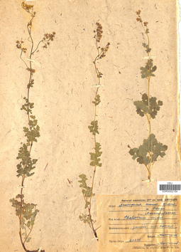 VOR 0002154