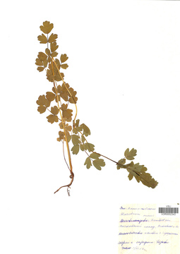 VOR 0002343