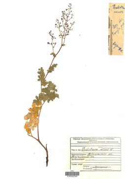 VOR 0002344