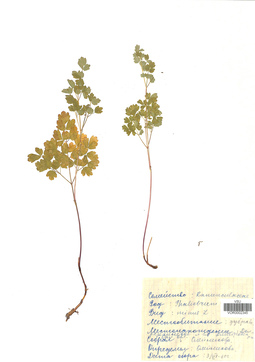 VOR 0002345