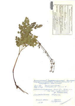 VOR 0002346