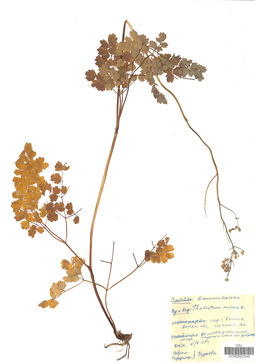 VOR 0002349