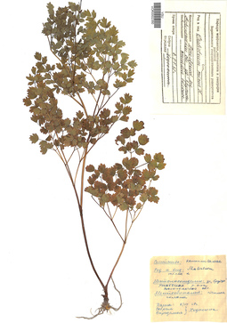 VOR 0002350