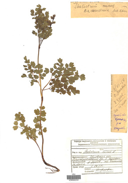 VOR 0002351