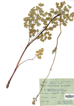 VOR 0002352