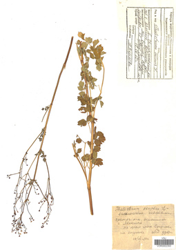 VOR 0002353