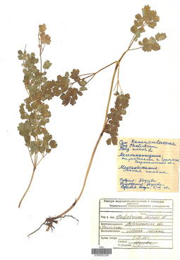 VOR 0002355