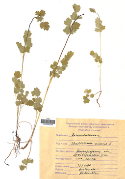 VOR 0002359