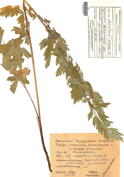 VOR 0002166