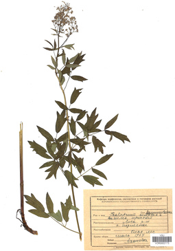 VOR 0002173