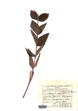 VOR 0001506