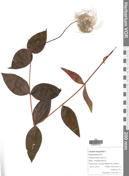 VOR 0001427