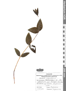 VOR 0001428