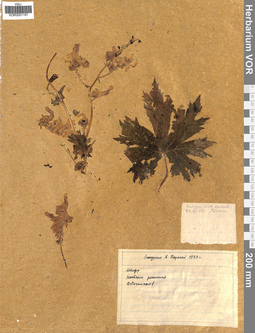 VOR 0001197