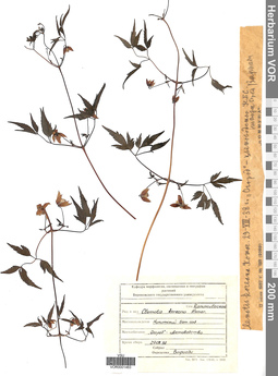 VOR 001483