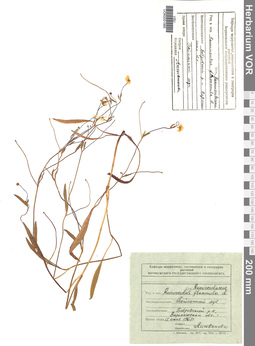 VOR 0001985