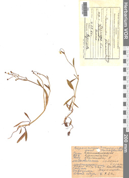 VOR 0001986