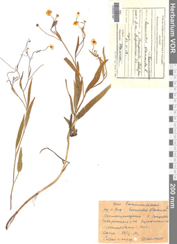 VOR 0001987