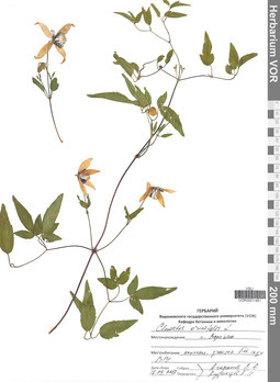 VOR 0001481