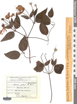 VOR 0001484