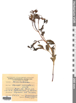 VOR 0001494