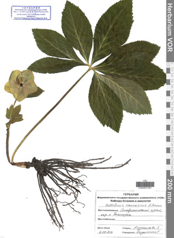 VOR 0001057