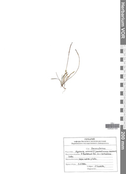 VOR 0001929