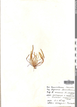 VOR 0001930