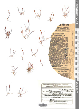VOR 0001931