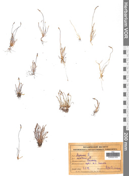 VOR 0001933