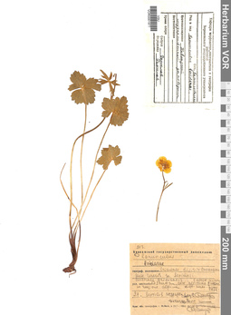 VOR 0001977